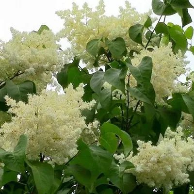 Сирень АМУРСКАЯ  Сирень АМУРСКАЯ в Москве