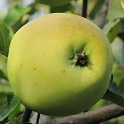 Яблоня РОССИЯНКА — описание сорта Яблоня РОССИЯНКА в Москве