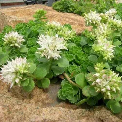 Очиток (седум) АЛЬБУМ ложный — описание сорта Очиток (седум) АЛЬБУМ ложный в Москве