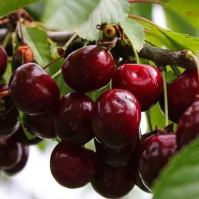 Вишня НОВОДВОРСКАЯ — описание сорта Вишня НОВОДВОРСКАЯ в Москве