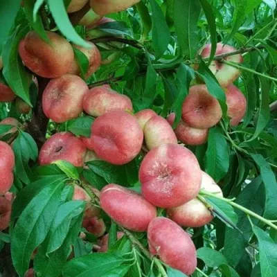 Нектарин КОНЦЕТТИНА — описание сорта Нектарин КОНЦЕТТИНА в Москве