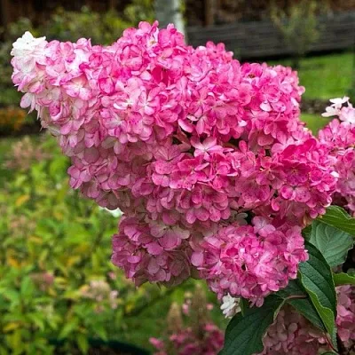 Гортензия МЕГА МИНДИ метельчатая  Гортензия МЕГА МИНДИ метельчатая в Москве