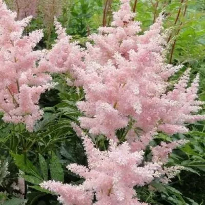 Астильба ЕВРОПА японская — описание сорта Астильба ЕВРОПА японская в Москве