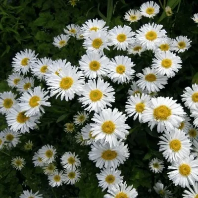 Астра АЛЬБУС альпийская — описание сорта Астра АЛЬБУС альпийская в Москве