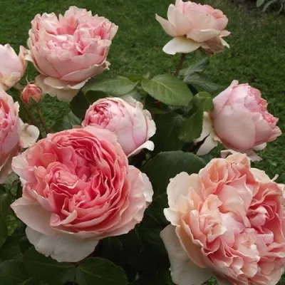 Саженцы роз ФИЛИНГ чайно-гибридная в Москве