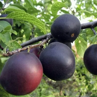 Абрикос МОНАРЕЗИ — описание сорта Абрикос МОНАРЕЗИ в Москве