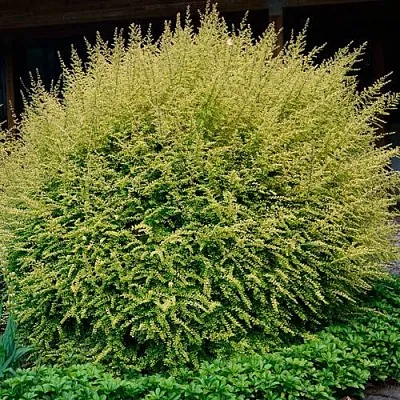 Жимолость  Жимолость в Москве