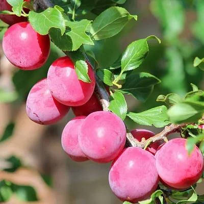 Алыча в Москве