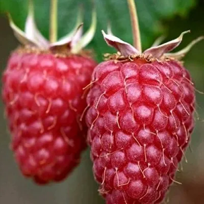 Малина РУБИНОВОЕ ОЖЕРЕЛЬЕ — описание сорта Малина РУБИНОВОЕ ОЖЕРЕЛЬЕ в Москве