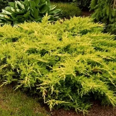 Можжевельник МОРДИГАН ГОЛД средний в Москве