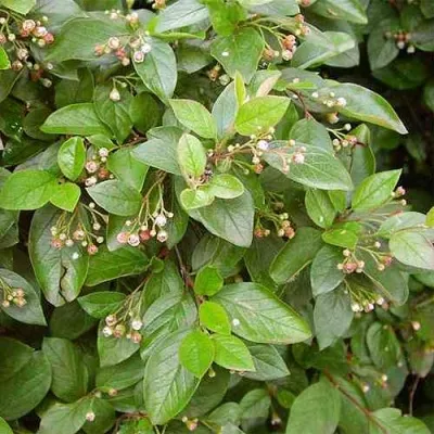 Кизильник блестящий в Москве