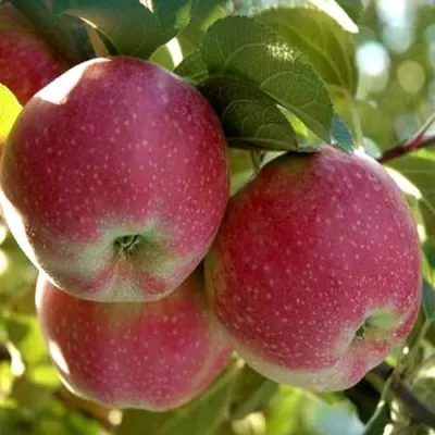 Яблоня АЛЬВА — описание сорта Яблоня АЛЬВА в Москве