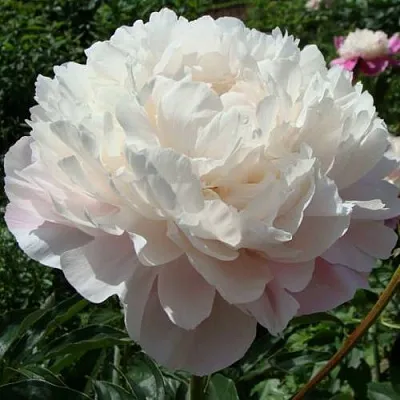 Пион ВОГ травянистый  Пион ВОГ травянистый в Москве