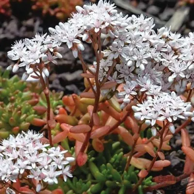 Очиток (седум) КОРАЛ КАРПЕТ белый — описание сорта Очиток (седум) КОРАЛ КАРПЕТ белый в Москве