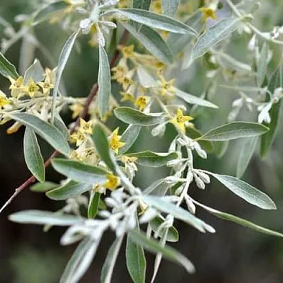 Лох  Лох в Москве