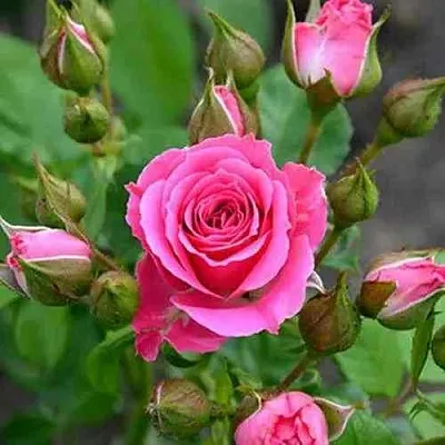 Саженцы роз ЛАВЛИ ЛИДИЯ спрей  Саженцы роз ЛАВЛИ ЛИДИЯ спрей в Москве