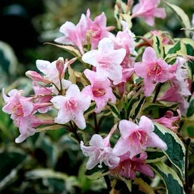 Вейгела ВАРИЕГАТТА — описание сорта Вейгела ВАРИЕГАТТА в Москве