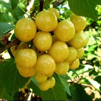 Черешня ПРИУСАДЕБНАЯ ЖЁЛТАЯ — описание сорта Черешня ПРИУСАДЕБНАЯ ЖЁЛТАЯ в Москве