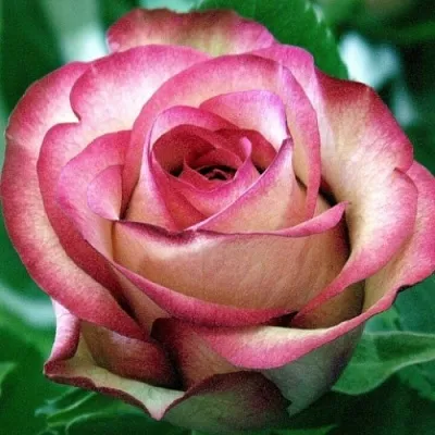 Саженцы роз КАРУСЕЛЬ чайно-гибридная  Саженцы роз КАРУСЕЛЬ чайно-гибридная в Москве