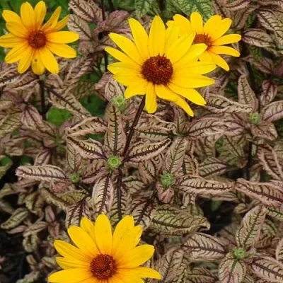 Гелиопсис САММЕР ПИНК  Гелиопсис САММЕР ПИНК в Москве