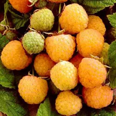 Малина ЗОЛОТЫЕ КУПОЛА в Москве