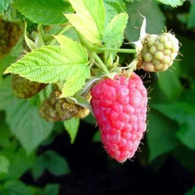 Малина ПАТРИЦИЯ — описание сорта Малина ПАТРИЦИЯ в Москве