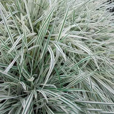 Райграс ВАРИЕГАТТА бульбоносный — описание сорта Райграс ВАРИЕГАТТА бульбоносный в Москве