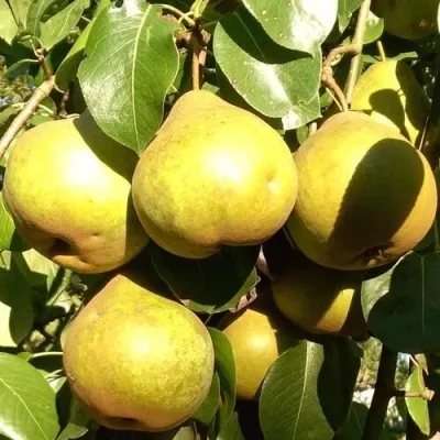 Груша ПЛАТОНОВСКАЯ — описание сорта Груша ПЛАТОНОВСКАЯ в Москве