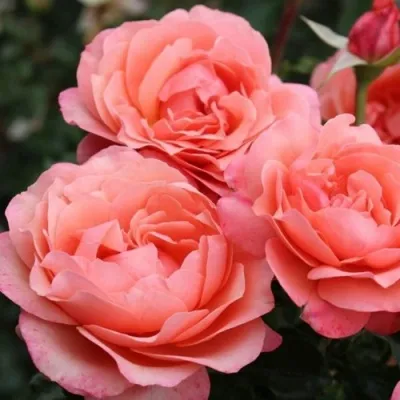 Саженцы роз КОРАЛ ЛИОНС РОУЗ флорибунда — описание сорта Саженцы роз КОРАЛ ЛИОНС РОУЗ флорибунда в Москве