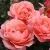 Саженцы роз КОРАЛ ЛИОНС РОУЗ флорибунда — описание сорта Саженцы роз КОРАЛ ЛИОНС РОУЗ флорибунда в Москве
