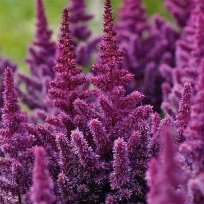 Астильба ПЕПЛ РЕЙН гибридная — описание сорта Астильба ПЕПЛ РЕЙН гибридная в Москве