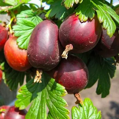 Крыжовник ЧЕРНОСЛИВОВЫЙ  Крыжовник ЧЕРНОСЛИВОВЫЙ в Москве