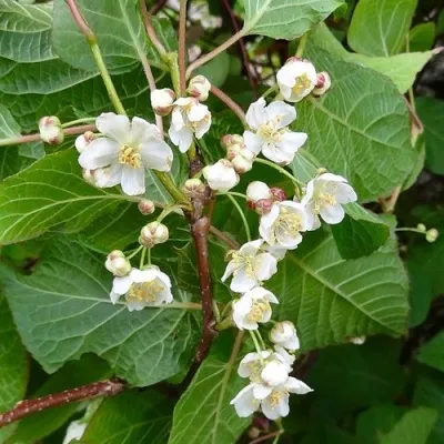 Актинидия ПРЫВАБНЫ (МУЖСКАЯ) коломикта — описание сорта Актинидия ПРЫВАБНЫ (МУЖСКАЯ) коломикта в Москве