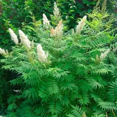 Рябинник рябинолистный СЭМ — описание сорта Рябинник рябинолистный СЭМ в Москве