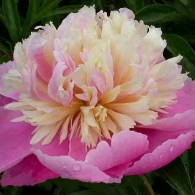 Пион ВЕСЕННЯЯ ПАЛИТРА травянистый — описание сорта Пион ВЕСЕННЯЯ ПАЛИТРА травянистый в Москве