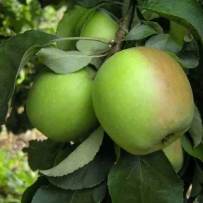 Яблоня ПАМЯТЬ СИКОРЫ — описание сорта Яблоня ПАМЯТЬ СИКОРЫ в Москве