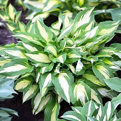 Хоста КРИСМАС КЭНДИ гибридная  Хоста КРИСМАС КЭНДИ гибридная в Москве