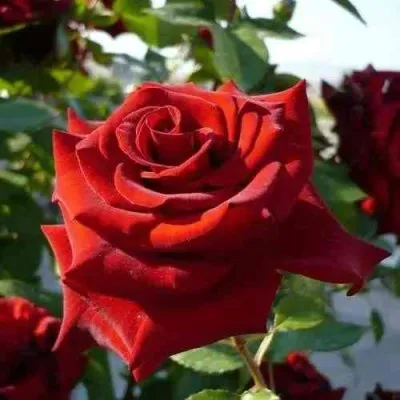 Саженцы роз РЕД КУИН чайно-гибридная — описание сорта Саженцы роз РЕД КУИН чайно-гибридная в Москве