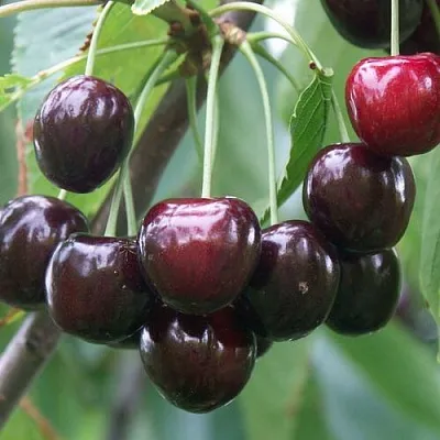 Черешня ЛЮБИМИЦА АСТАХОВА в Москве