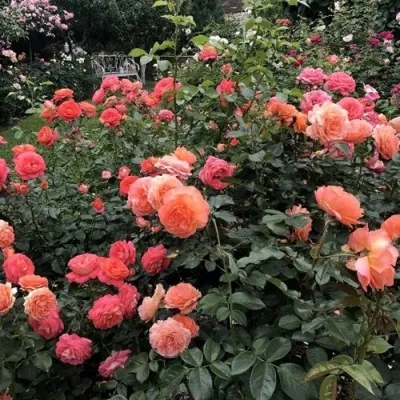 Саженцы роз БЕЛЬВЕДЕР шраб в Москве