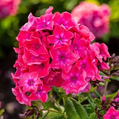 Флокс ВИНДЗОР метельчатый — описание сорта Флокс ВИНДЗОР метельчатый в Москве