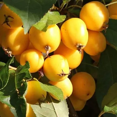 Яблоня ГОЛДЕН ХОРНЕТ декоративная  Яблоня ГОЛДЕН ХОРНЕТ декоративная в Москве