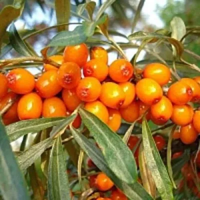 Облепиха БОТАНИЧЕСКАЯ — описание сорта Облепиха БОТАНИЧЕСКАЯ в Москве