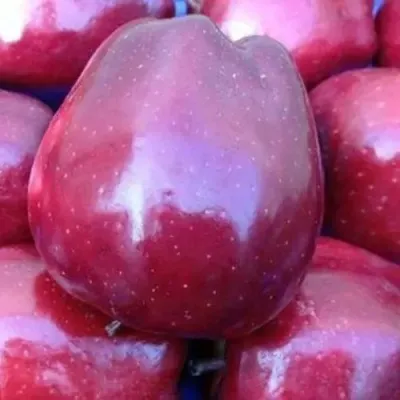 Яблоня РЕД ПРИНЦ — описание сорта Яблоня РЕД ПРИНЦ в Москве