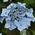 Гортензия БЛЮ ДЕКЛ пильчатая  Гортензия БЛЮ ДЕКЛ пильчатая в Москве