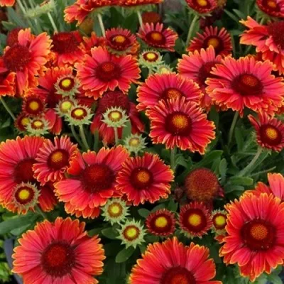 Гайлардия АРИЗОНА РЕД ШЕЙДС — описание сорта Гайлардия АРИЗОНА РЕД ШЕЙДС в Москве