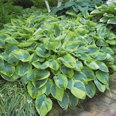 Хоста ТОКУДАМА ФЛАВОЦИРЦИНАЛИС гибридная — описание сорта Хоста ТОКУДАМА ФЛАВОЦИРЦИНАЛИС гибридная в Москве