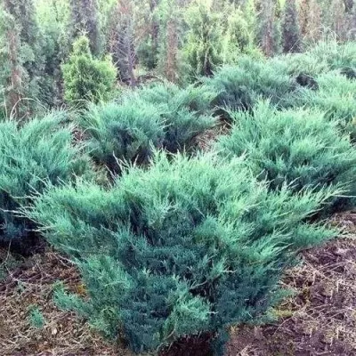 Можжевельник БЛЮ ДАНУБ казацкий — описание сорта Можжевельник БЛЮ ДАНУБ казацкий в Москве