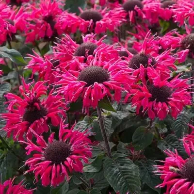 Монарда БИ МЭРИ гибридная — описание сорта Монарда БИ МЭРИ гибридная в Москве