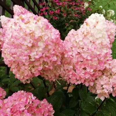 Гортензия МЭДЖИКАЛ КЭНДЛ метельчатая — описание сорта Гортензия МЭДЖИКАЛ КЭНДЛ метельчатая в Москве